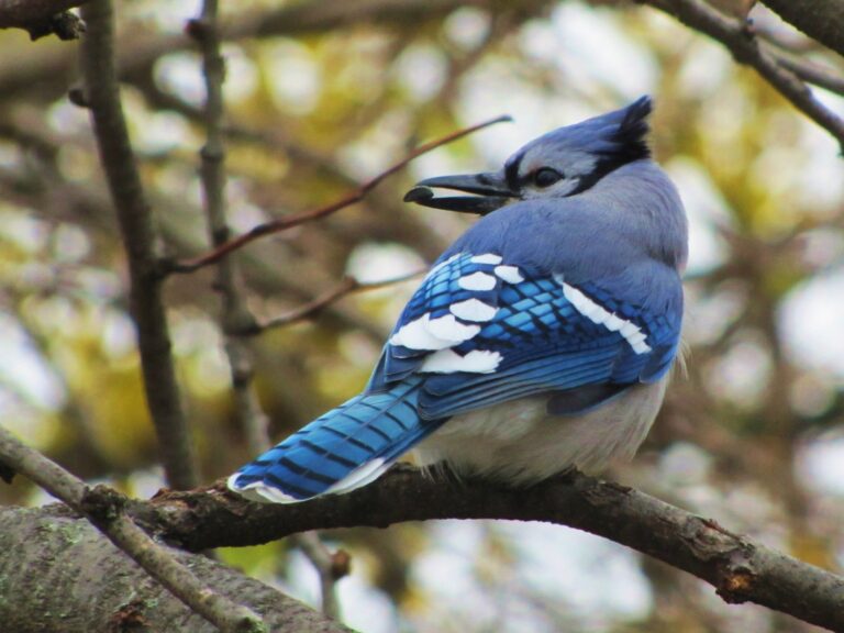 CAMPUS BIODIVERSITY: Blue Jays